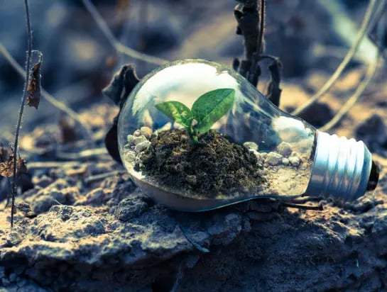 Close up of a lighbulb with dirt and a plant in it laying on the ground