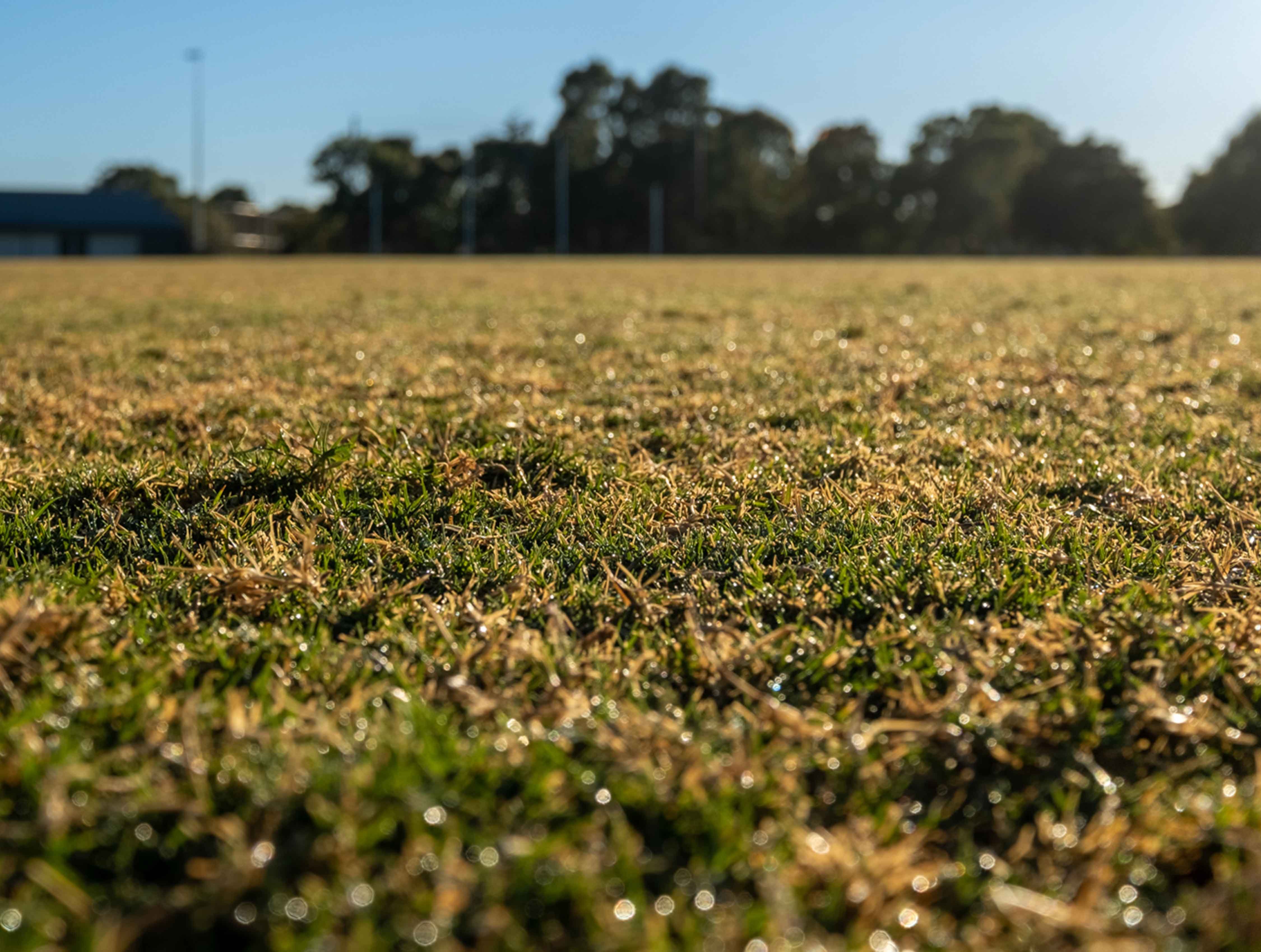 Close up of a natural turf field of play surface during day time